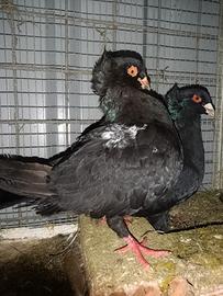 Colombi, piccioni ,pavoncelle