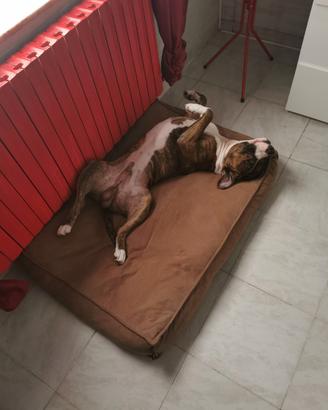 Cane dolcissimo