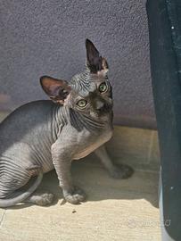 ultimo cucciolo maschio gatto nudo sphynx