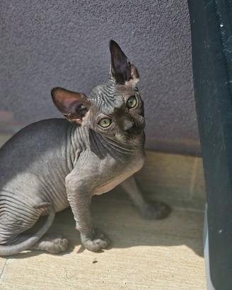ultimo cucciolo maschio gatto nudo sphynx