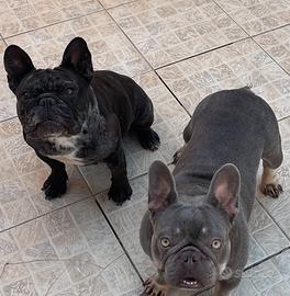 Bulldog Francesi Femmine