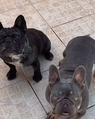 Bulldog Francesi Femmine