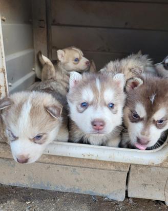 Cuccioli di husk