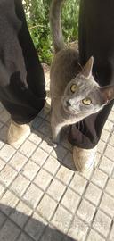 Certosina in adozione