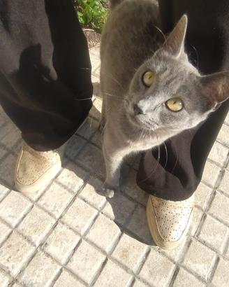 Certosina in adozione