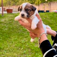 Jack Russell alta genealogia