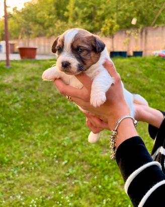 Jack Russell alta genealogia