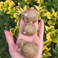 Testudo hermanni boettgeri graeca marginata albine