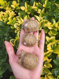Testudo hermanni boettgeri graeca marginata albine