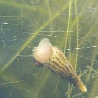 10 Melanoides tubercolata - lumaca d'acqua dolce -