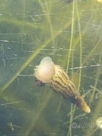 10 Melanoides tubercolata - lumaca d'acqua dolce -