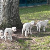 Pecore nane Ouessant