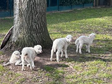 Pecore nane Ouessant