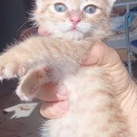 Gattino color miele con occhi azzurri di 2 mesetti