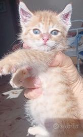 Gattino color miele con occhi azzurri di 2 mesetti