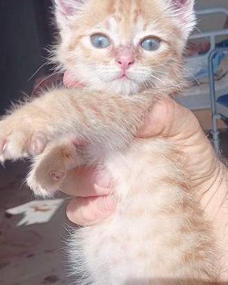 Gattino color miele con occhi azzurri di 2 mesetti