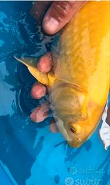 Carpe koi