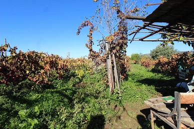 TER. AGRICOLO A REGGIO DI CALABRIA