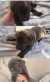 Cuccioli maschi 2 mesi, sverminati