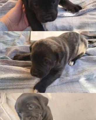 Cuccioli maschi 2 mesi, sverminati