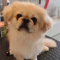 Cane Pechinese di 3 anni