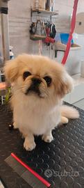 Cane Pechinese di 3 anni