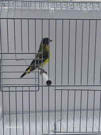 Lucherino testa nera