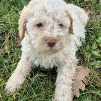 Lagotto romagnolo
