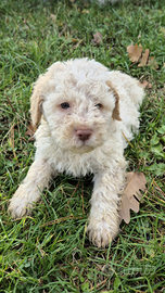 Lagotto romagnolo