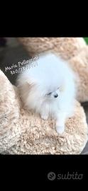 Spitz Pomerania Bianco/Maschio/ Pedigree Enci