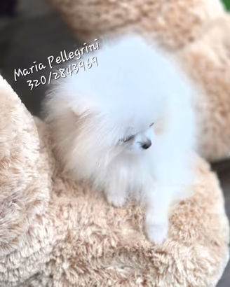 Spitz Pomerania Bianco/Maschio/ Pedigree Enci