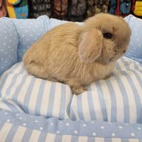 Coniglio ariete Minilop