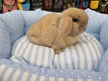 Coniglio ariete Minilop