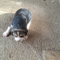 Cuccioli beagle