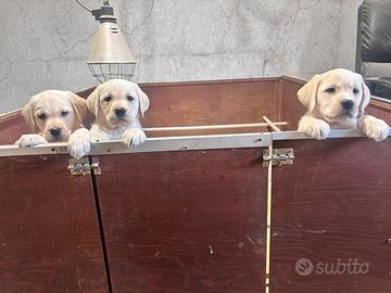 Labrador retriever