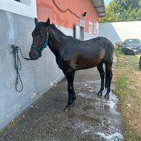 Trotter