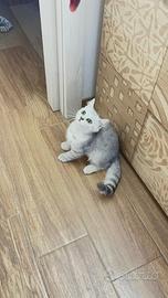 British gattini