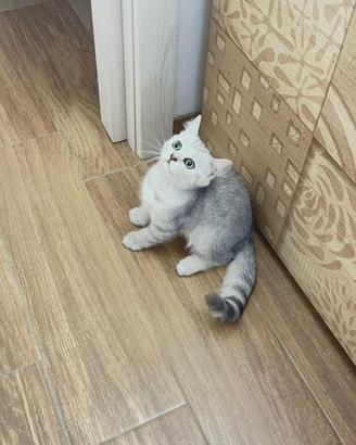 British gattini