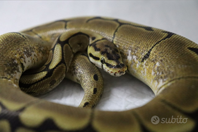 Pitone Reale Spider 50% GS