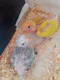 Inseparabili allevati a mano