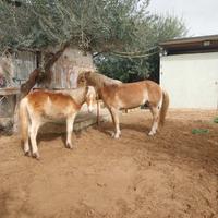 Cavalli/Puledro