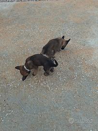 Pastore belga malinois