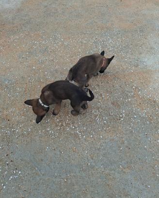 Pastore belga malinois