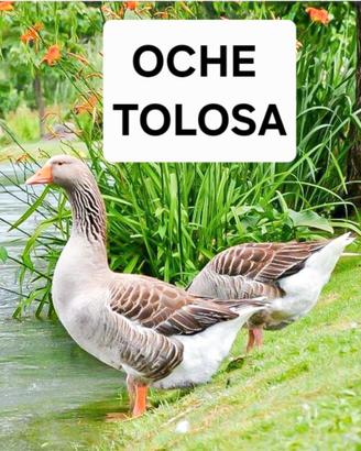 Oche tolosa femmine