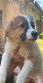 Cuccioli incrocio simil Pastore Australiano e Bord