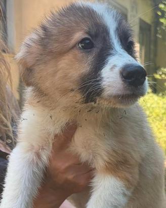 Cuccioli incrocio simil Pastore Australiano e Bord