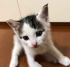 Gattini bengala/europeo