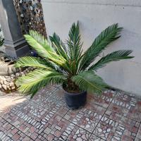 Pianta cycas