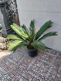 Pianta cycas