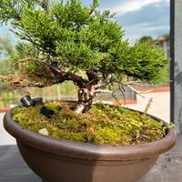 Bonsai (venduto)